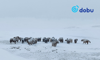 Малдаа яваад сураггүй болсон иргэдийг нэг хоногийн дараа эсэн мэнд олжээ