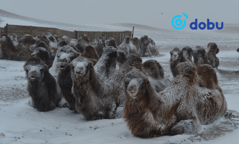 Ихэнх нутгаар цас орж, цасан шуурга шуурна