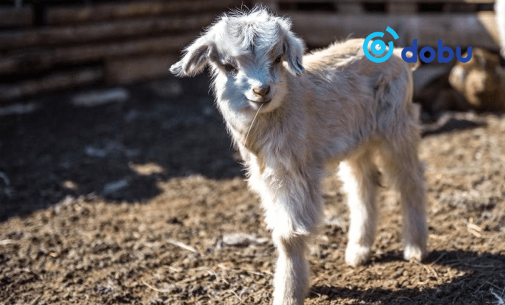 Төлийн бойжилт 98.6 хувьтай байна