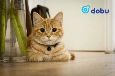 Швед улсад гэрийн муурыг өдөржин хараа хяналтгүй орхивол торгууль ногдуулдаг болжээ