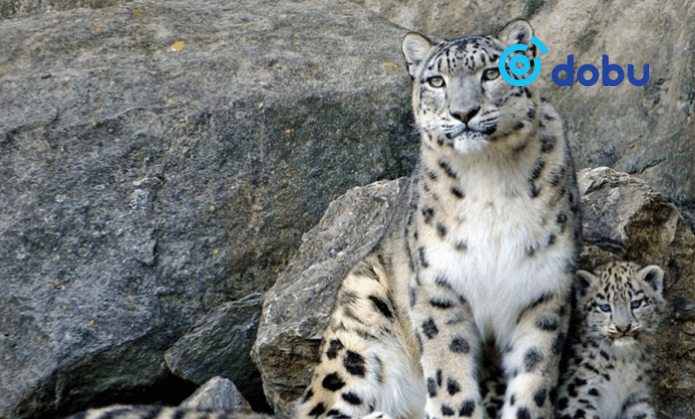 Ирвэс амьдарч буй нутаг байгалийн унаган төрхөө хадгалж байдаг