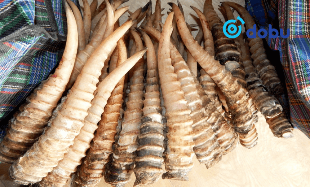 Бөхөнгийн 929 ширхэг эврийг БНХАУ руу худалдах гэж байжээ