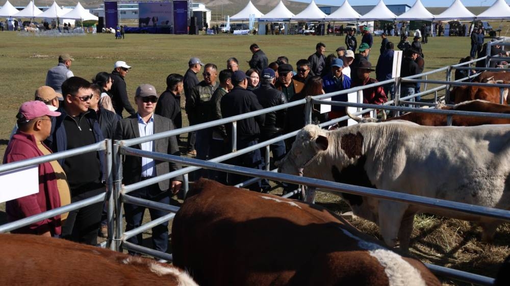 “Шилмэл мал-2025” үзэсгэлэн, дуудлага худалдаа боллоо