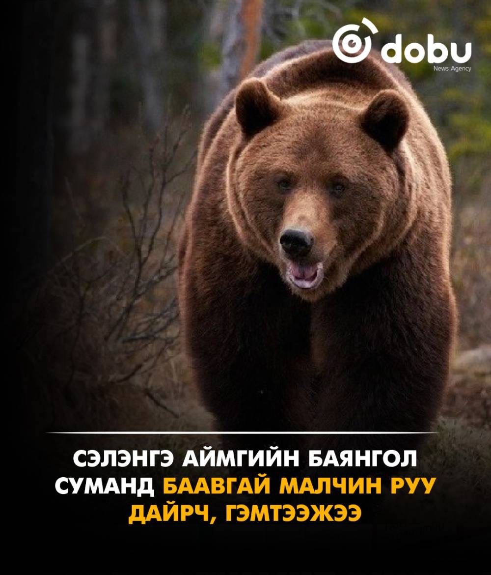 Сэлэнгэ аймгийн Баянгол суманд баавгай малчин руу дайрч, гэмтээжээ