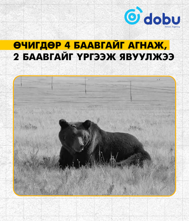 Өчигдөр 4 баавгайг агнаж, 2 баавгайг үргээж явуулжээ