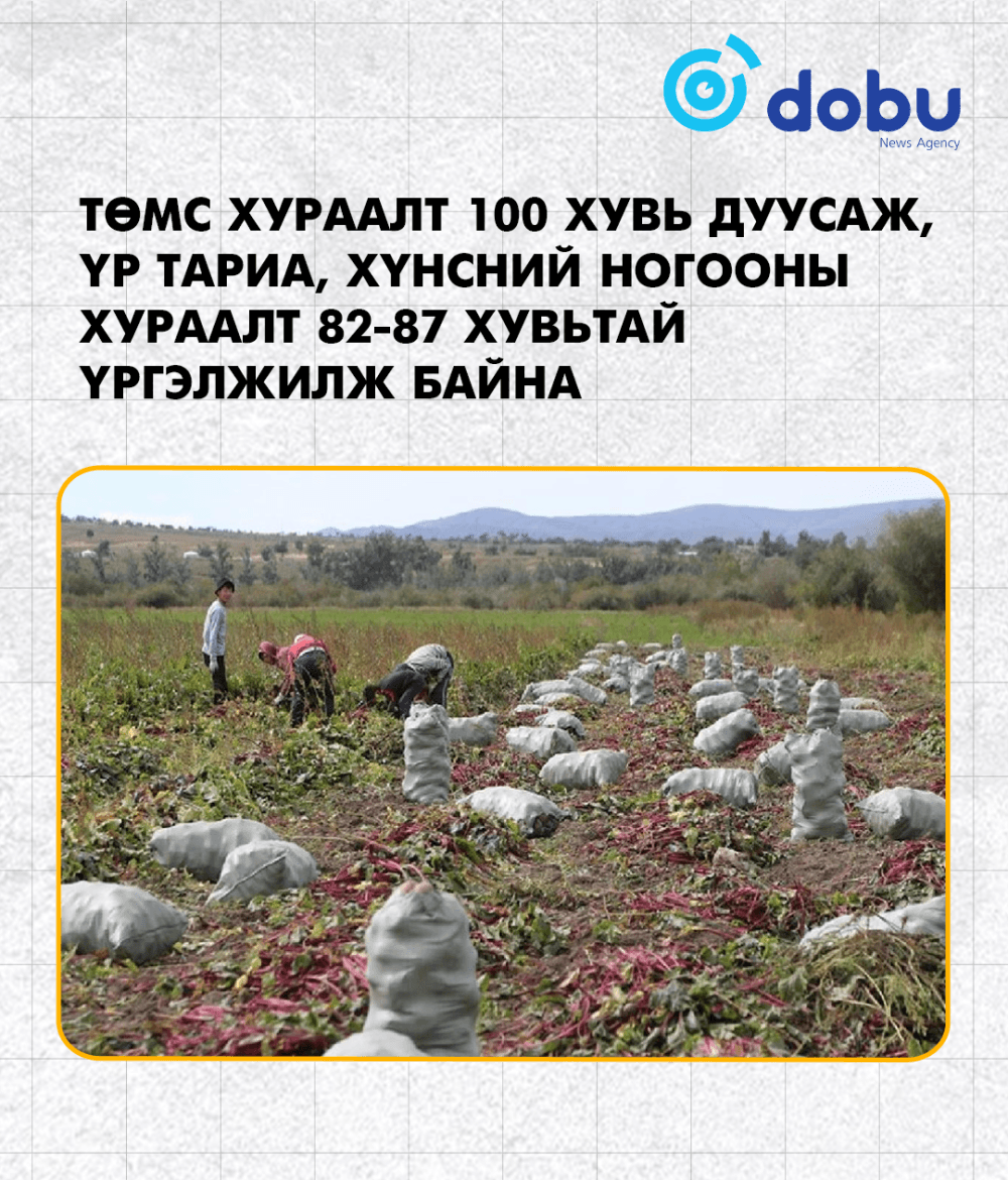 Төмс хураалт 100 хувь дуусаж, үр тариа, хүнсний ногооны хураалт 82-87 хувьтай байна