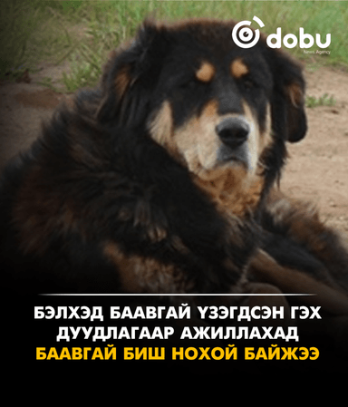 Бэлхэд баавгай үзэгдсэн гэх дуудлагаар ажиллахад баавгай биш нохой байжээ