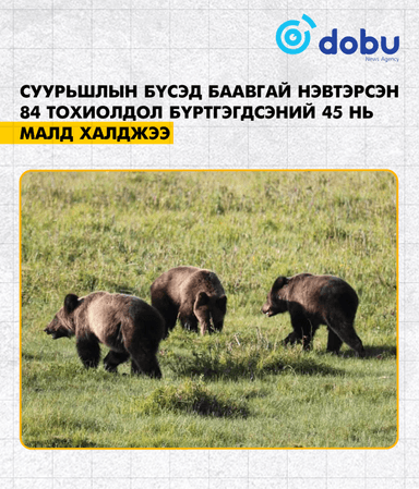 Суурьшлын бүсэд баавгай нэвтэрсэн 84 тохиолдол бүртгэгдсэний 45 нь малд халджээ