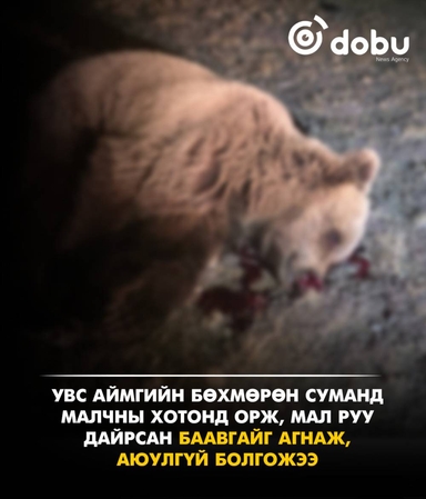 Увс аймгийн Бөхмөрөн суманд малчны хотонд орж, мал руу дайрсан баавгайг агнаж, аюулгүй болгожээ