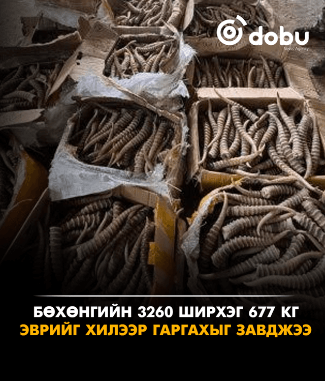 Бөхөнгийн 3260 ширхэг 677 кг эврийг хилээр гаргахыг завджээ