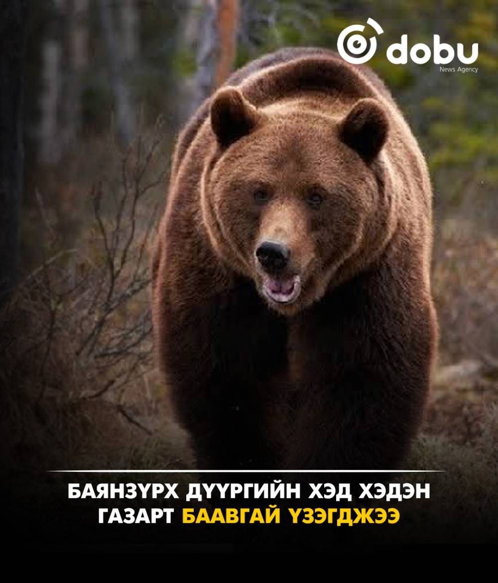 Баянзүрх дүүргийн хэд хэдэн газарт баавгай үзэгджээ